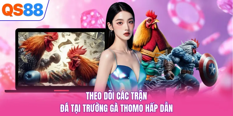 Theo dõi các trận đá tại trường gà Thomo hấp dẫn